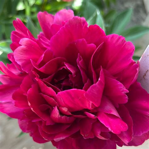 Felix Crousse Peony Paeonia Mandy Spring Farm Nursery Inc