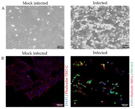 Susceptibility Of Pk Cells To Recombinant Prv Xgf Infection Pk