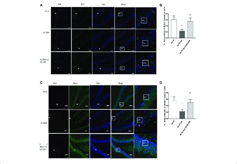 A Caspase 3 Inhibitor Alleviated Sevoflurane Induced Decrease Of