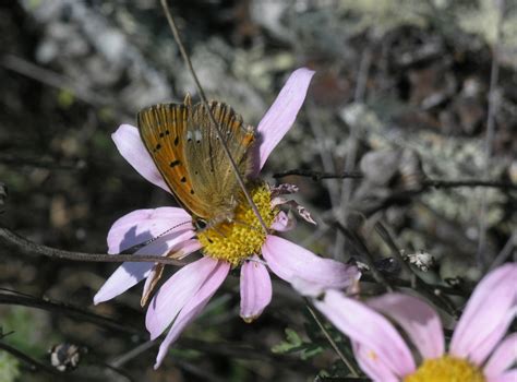 Scarce Copper From Russia Aliai Republic Ust Kan District Chakyr