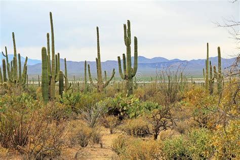 Vegetation In The Sonoran Desert In Saguaro National Park Stock Photo