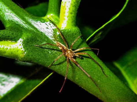 Lemon Tree Spider Bugguidenet