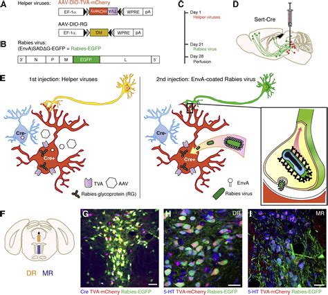 A Whole Brain Atlas Of Inputs To Serotonergic Neurons Of The Dorsal And Median Raphe Nuclei Neuron