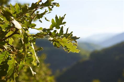 Reserva Natural Garganta De Los Infiernos Turismo C Ceres