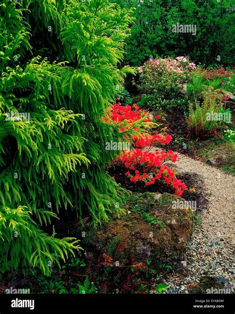 Ardcarrig Garden Co Galway Ireland Japanese Garden With Azaleas And