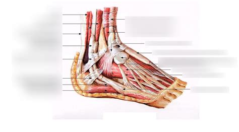 Lateral View Of The Foot Deep Diagram Quizlet