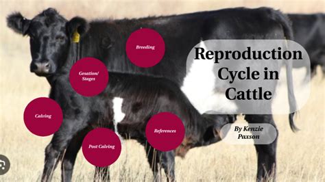 Reproduction Cycle in Cattle by Kenzie Paxson on Prezi