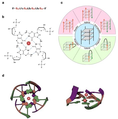 Spotlight On G Quadruplexes From Structure And Modulation To