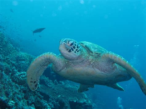 Kota Kinabalu Discover Scuba Diving | Borneo Packages