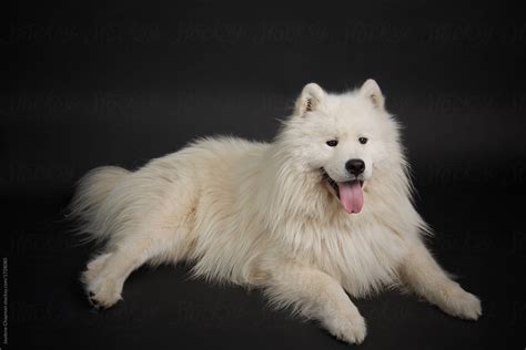 "Big White Fluffy Dog" by Stocksy Contributor "Jaydene Chapman" - Stocksy