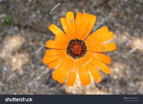 Orange Namaqualand Daisy Flower Or Glandular Stock Photo 452908399