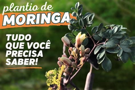 PLANTIO DE MORINGA OLEIFERA tudo que você precisa saber Blog