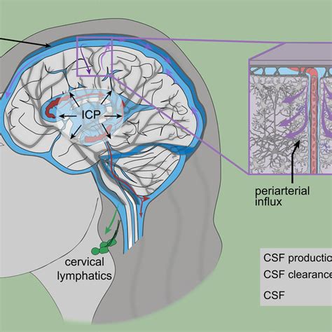 Proposed Function Of The Brain Glymphatic System Periarterial Fluid