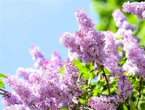 Creating A Vibrant Garden Oasis With Lilac Shrubs