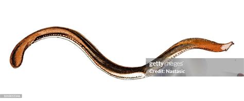 Myxine Glutinosa Known As The Atlantic Hagfish High Res Vector Graphic