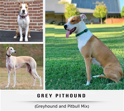 Greyhound Terrier Mix