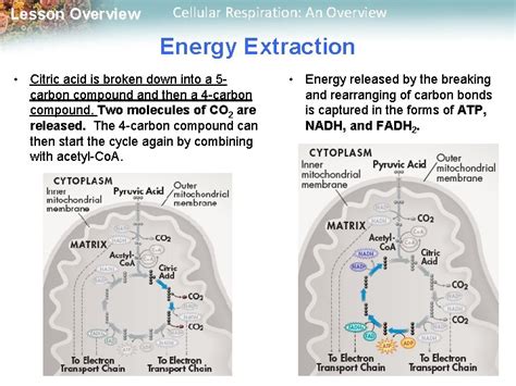 Lesson Overview Cellular Respiration An Overview Chapter