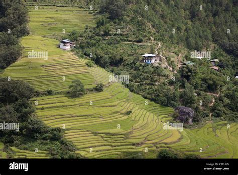 Terraced Rice Fields And Farmhouse Punakha Valley Bhutan Stock Photo