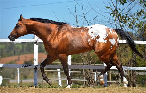 Raça de cavalos Appaloosa volta a ser reconhecida no Brasil CompreRural