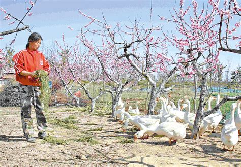 桃园养大鹅 唱响致富歌天中晚报 数字报