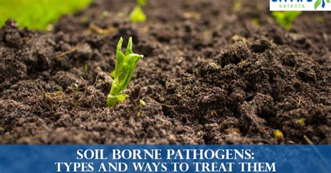 Soil Buddy Repels Soil Borne Pathogens Nematodes And Fungus Gnats Hot