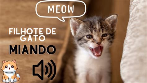 SOM De FILHOTE DE GATO MIANDO BARULHO DE GATOS MIANDO YouTube