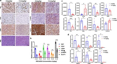 Nsc Treatment Reduced The Expression Of Glycolytic Oxphos Emt