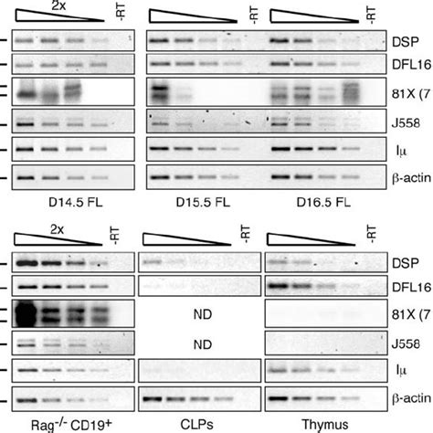 Semiquantitative Reverse Transcription Pcr Analysis Of D H Antisense