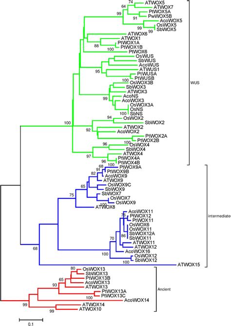 Phylogenetic tree of Arabidopsis, Rice and pineapple WOX gene family.... | Download Scientific ...