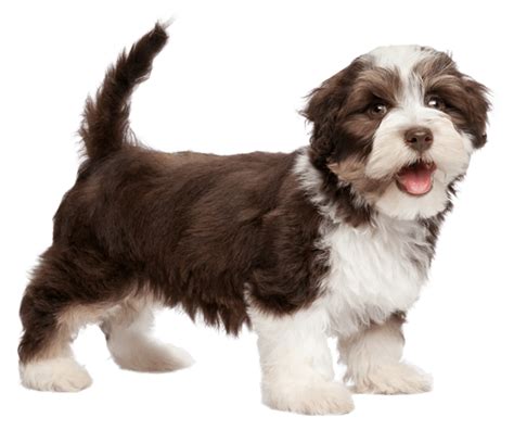 havanese puppies adelaide - Puppy And Pets