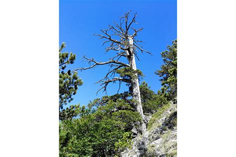 Dove Si Trova L Albero Pi Vecchio D Europa In Italia Ed Ha Anni