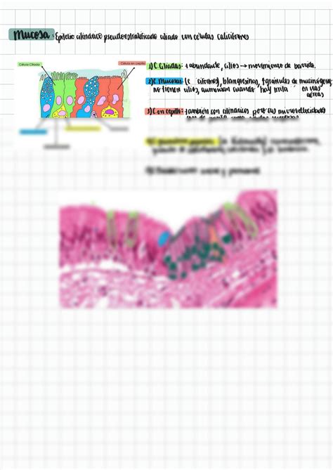 Solution Histolog A De Bronquios Y Pulmones Studypool