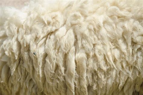 White sheep wool stock photo. Image of brown, closeup - 119505294