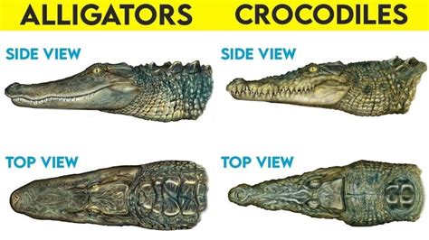 Alligator vs. Crocodile: What's the Difference? | Ultimate Kilimanjaro