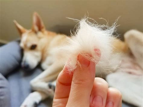 Cómo evitar que se le caiga el pelo a los perros Cuidados de Perros