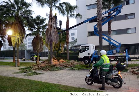 Medio Ambiente inicia una campaña de podas en Jerez