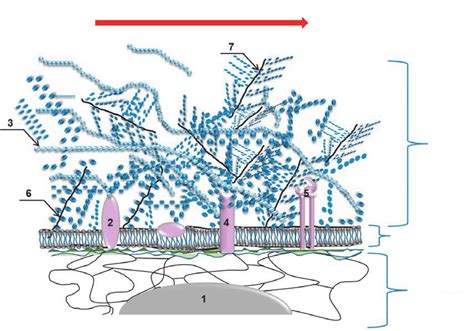 Composition And Structure Of Endothelial Glycocalyx 1 Nucleus 2