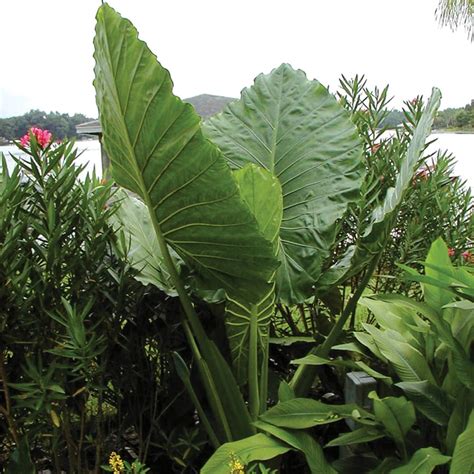 Upright Elephant Ear Plants Bulbs Seeds At Lowes