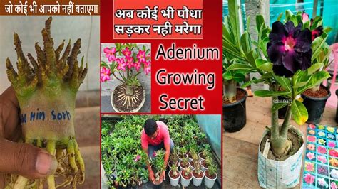 Adenium Repotting Tips And Secrets इस तरह करे रिपोटिंग How To Grow Adenium Arabicum Obesum