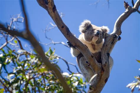 Koalas Have Just Been Listed As Endangered In NSW QLD ACT We Are