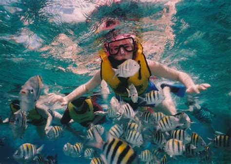 Great Barrier Reef Snorkelling