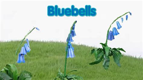 Teletubbies 17th Anniversary Bluebells 2013 Youtube