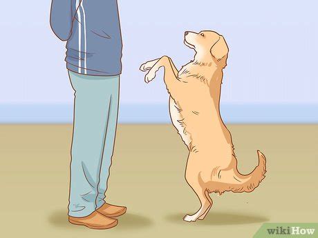 how to teach your dog to dance