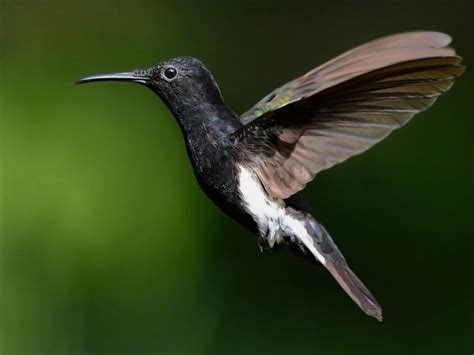 Black Jacobin Hummingbird Species Hummingbirds Plus