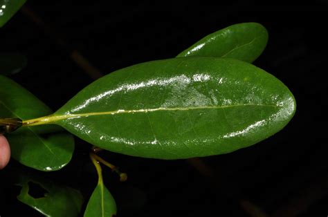 Avicennia officinalis (Acanthaceae) image 48386 at PhytoImages.siu.edu