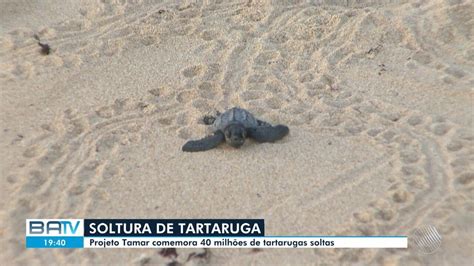 Filhotes de tartarugas marinhas são soltos na BA para celebrar 40