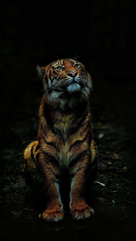 Dark Tiger Wallpapers - Top Free Dark Tiger Backgrounds - WallpaperAccess