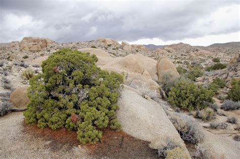 Junipers Are Excellent Evergreens For Dry Sunny Locations Plants