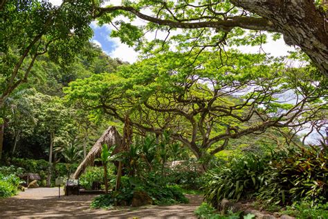 Visit Waimea Valley Botanical Garden, Oahu - Laura En Route Waimea ...