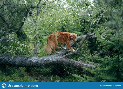 Perro Rojo En El Bosque De Primavera Recuperador De Peaje De Pato Nova